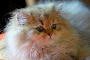 Photo de Hermione Persan Golden