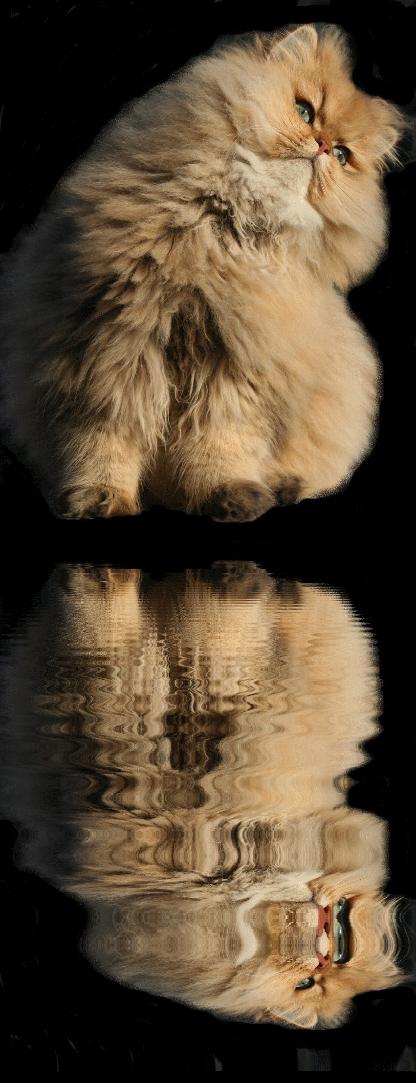 Photo de Coeur de Lion Persan Golden Shaded