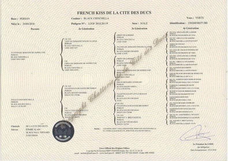 LOOF de French Kiss Persan Chinchilla