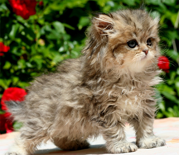 Photo de Gepetto Persan golden